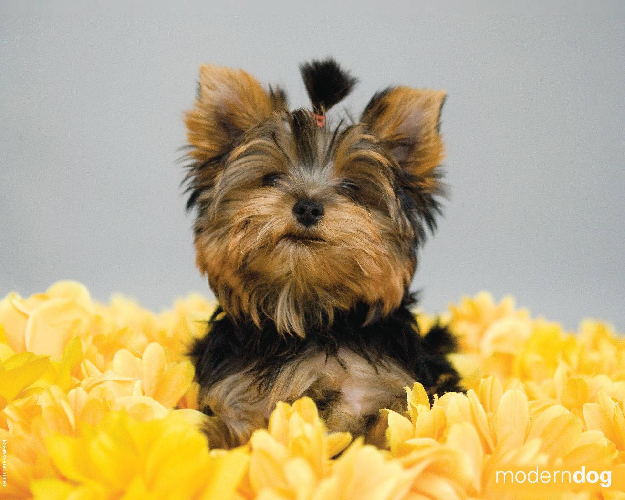 Yorkshire Terrier On Yellow Flowers Background