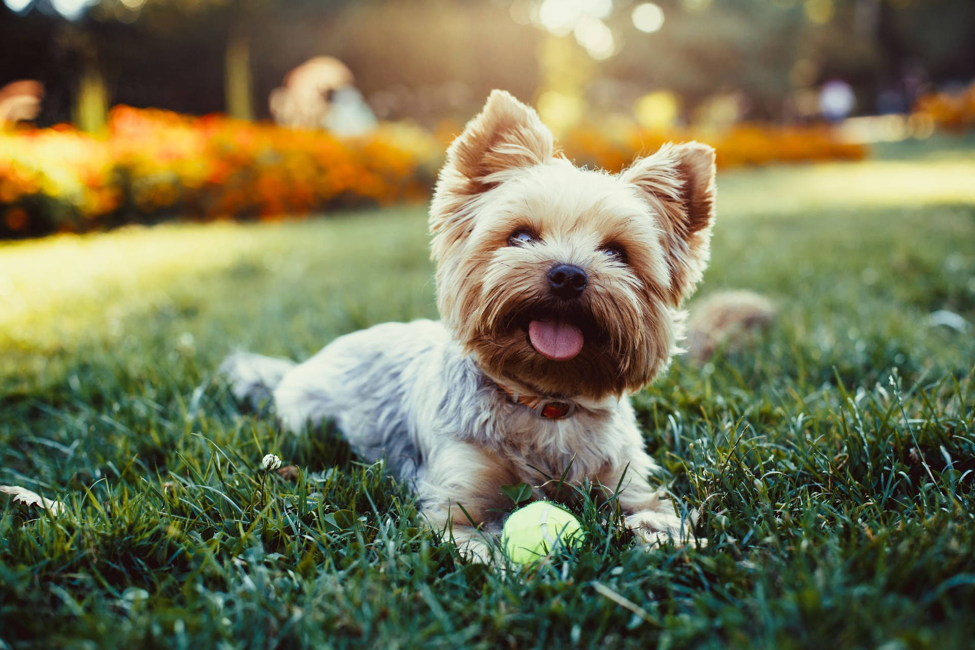 Yorkshire Terrier Playing Ball Background