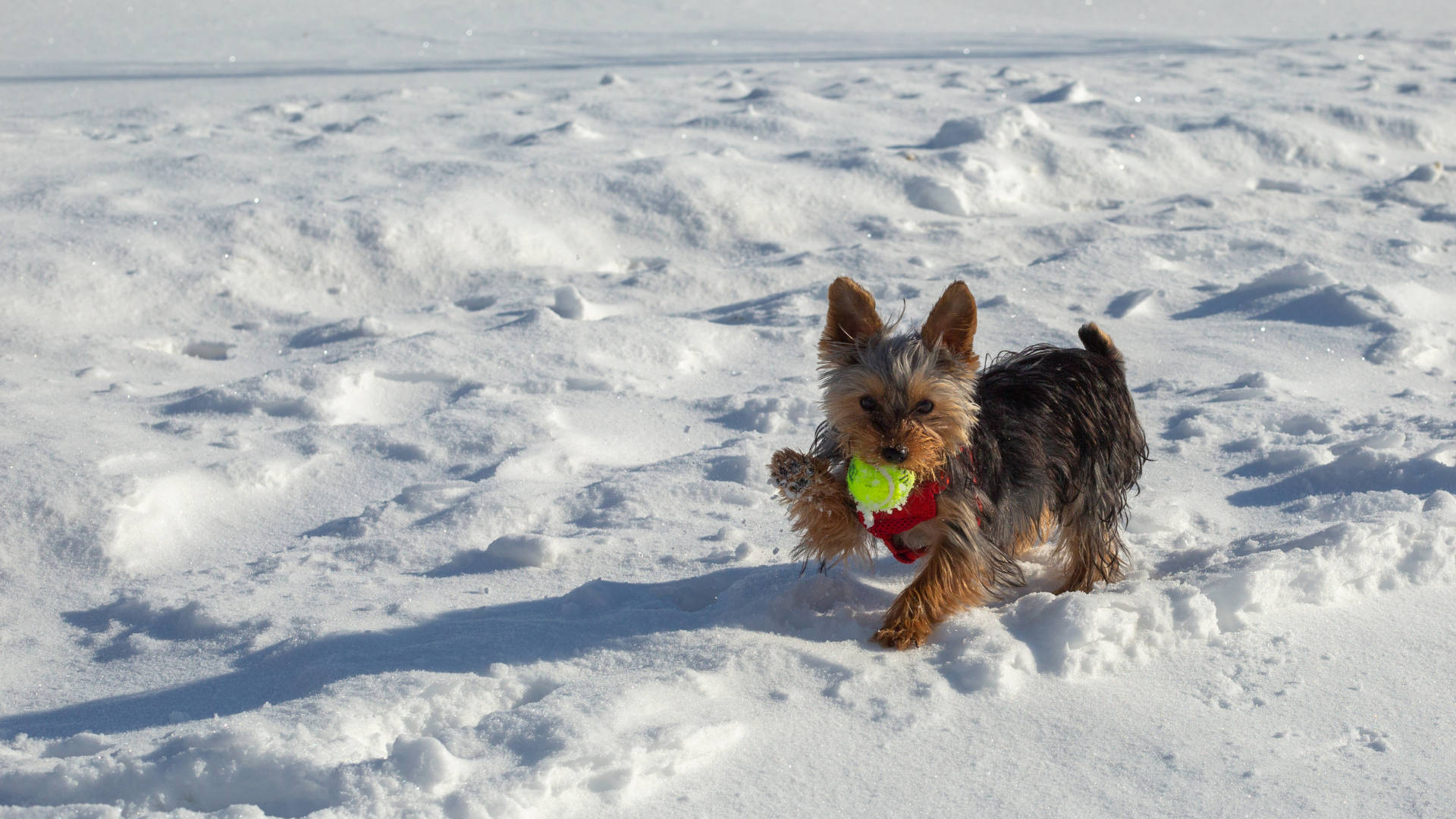 Yorkshire Terrier Playing In Snow Background