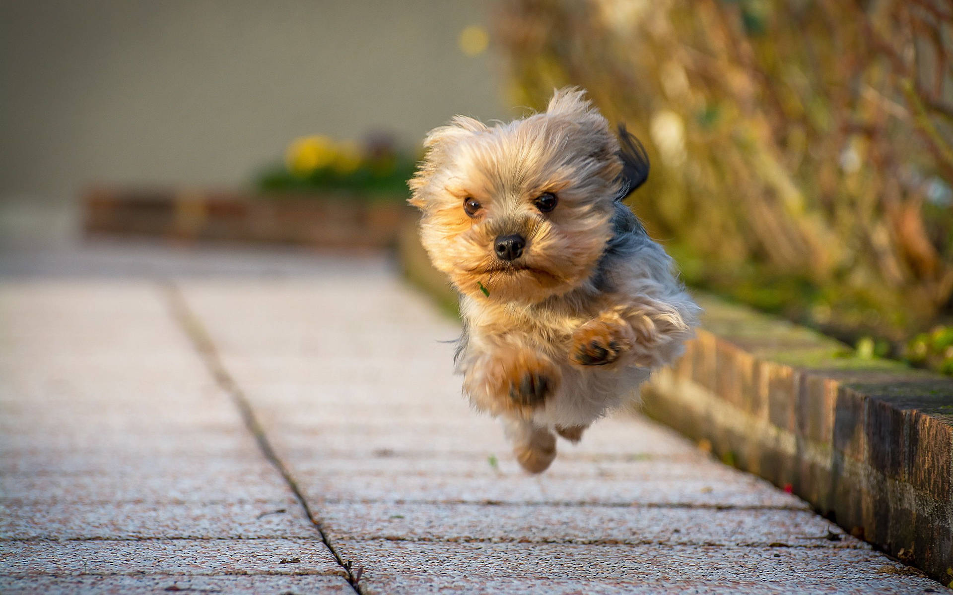 Yorkshire Terrier Puppy Happy Jump Background