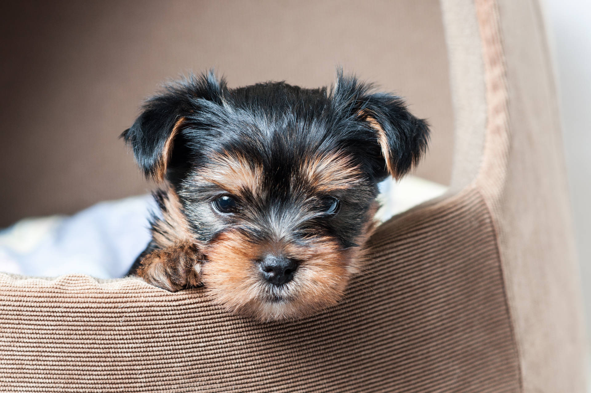 Yorkshire Terrier Puppy In Crate Background