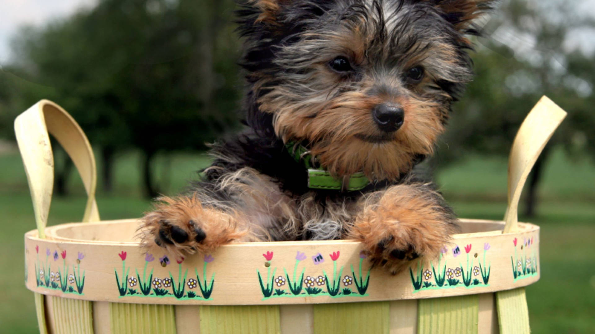 Yorkshire Terrier Puppy On A Basket Background