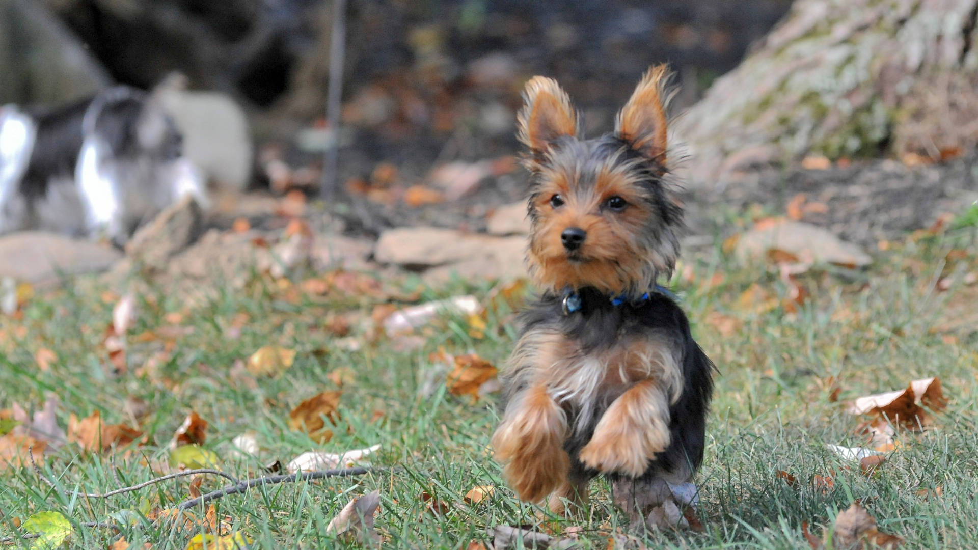 Yorkshire Terrier Running In Autumn Background