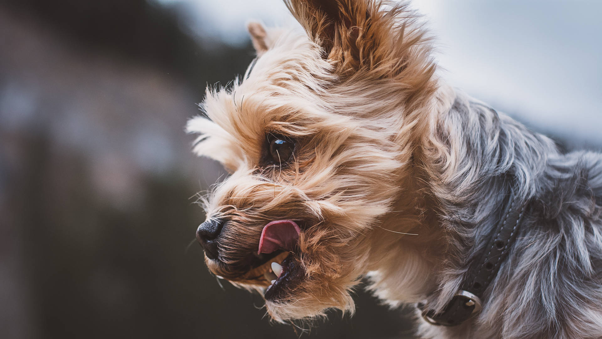 Yorkshire Terrier Side Profile Photography Background