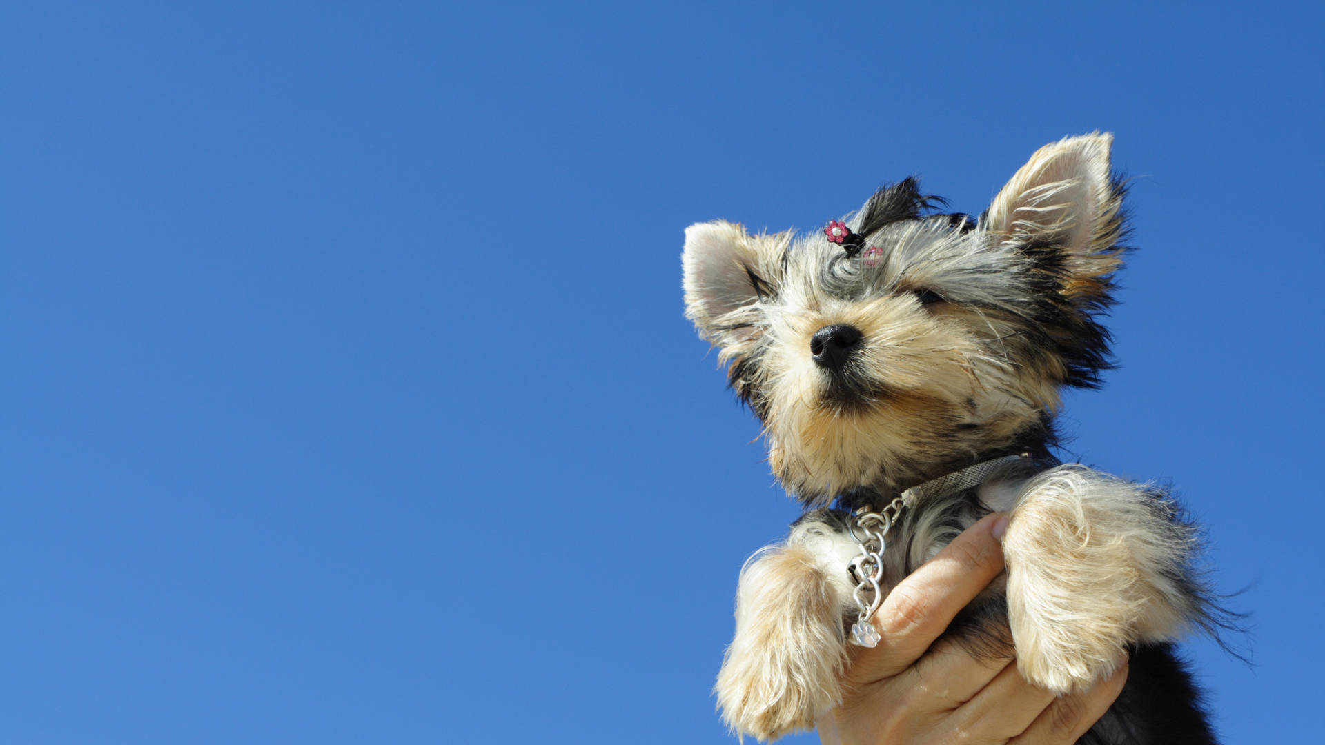 Yorkshire Terrier Sky Photography Background