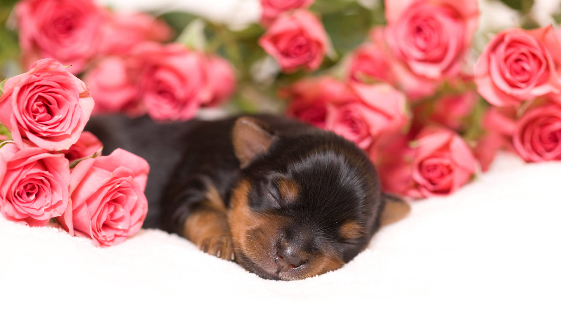 Yorkshire Terrier Sleeping In Roses Background