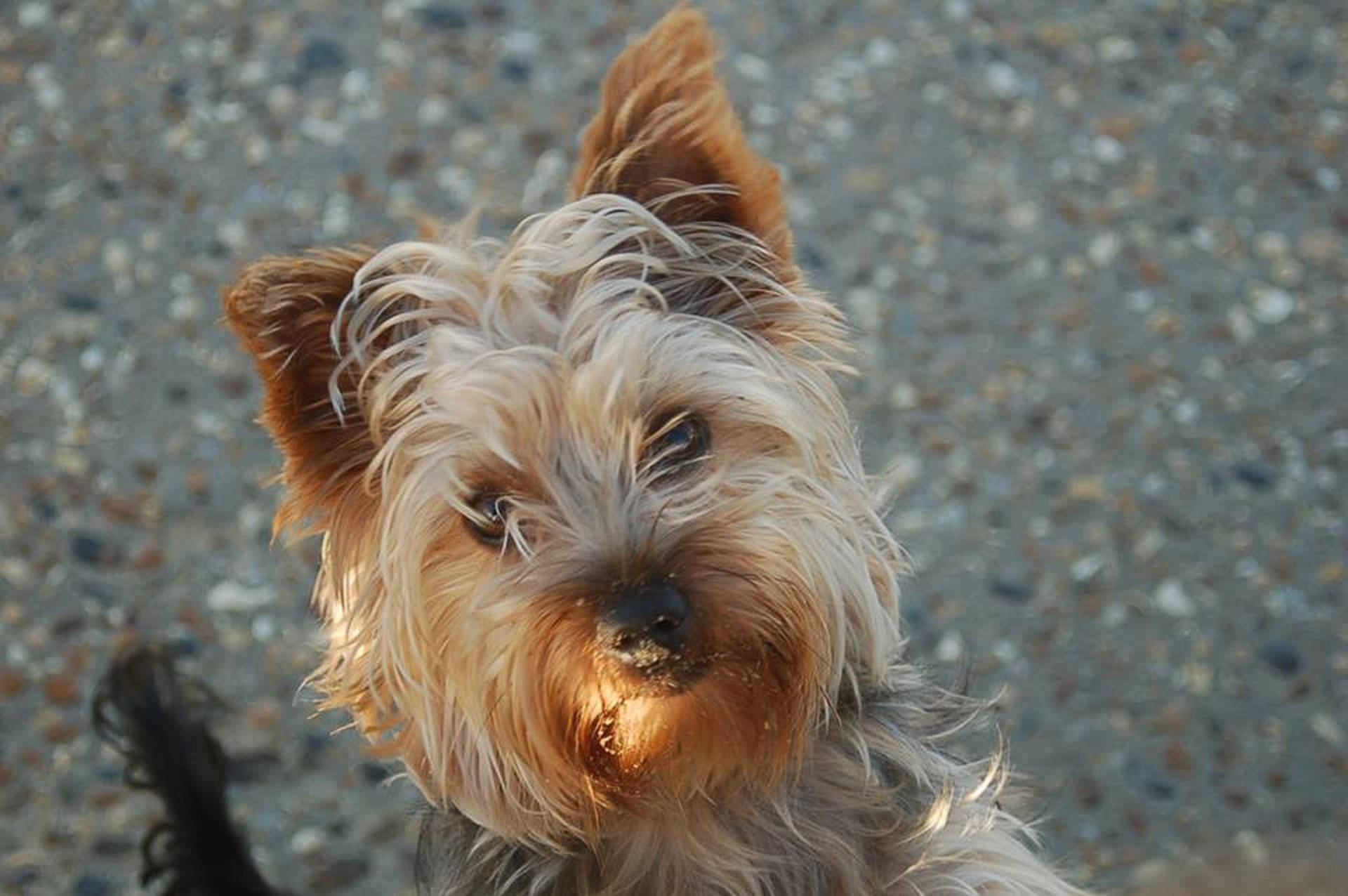 Yorkshire Terrier Standing Up Photography Background