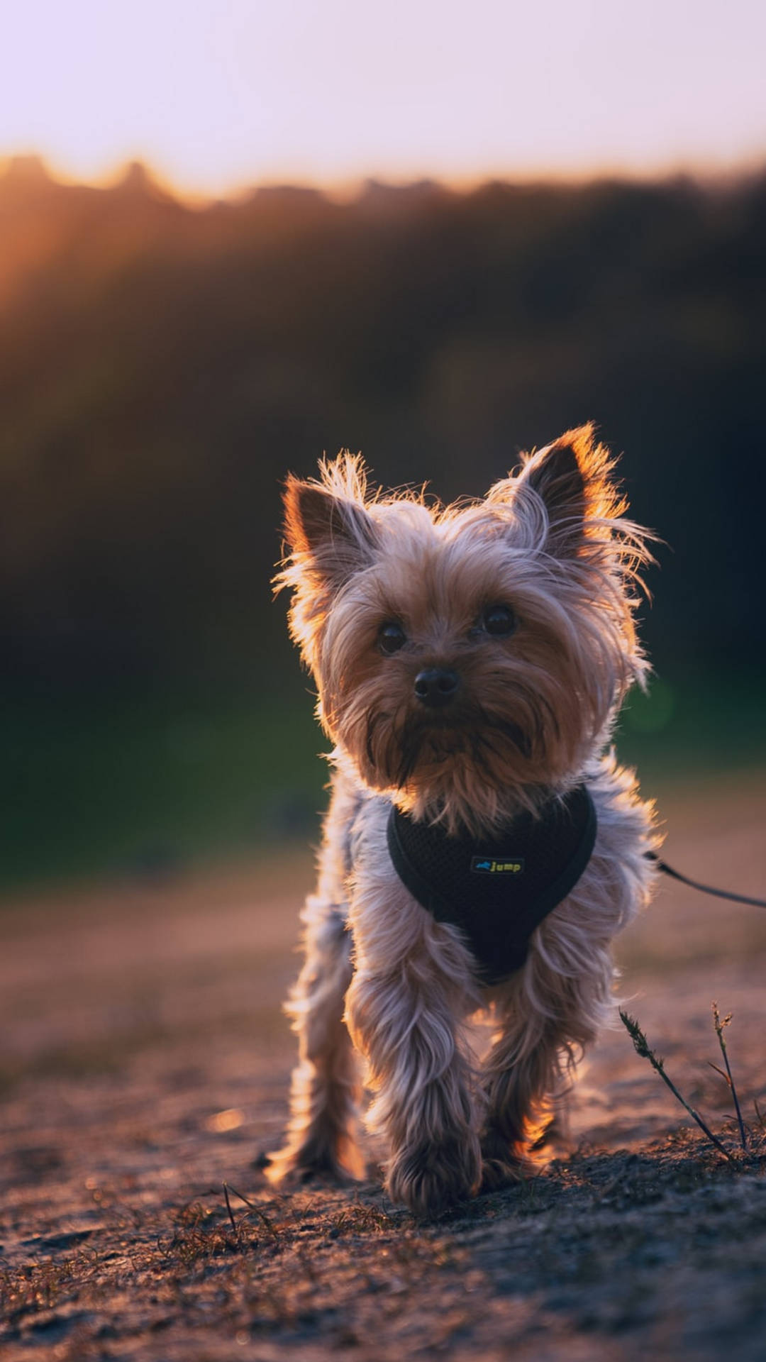 Yorkshire Terrier Sunset Photography Background