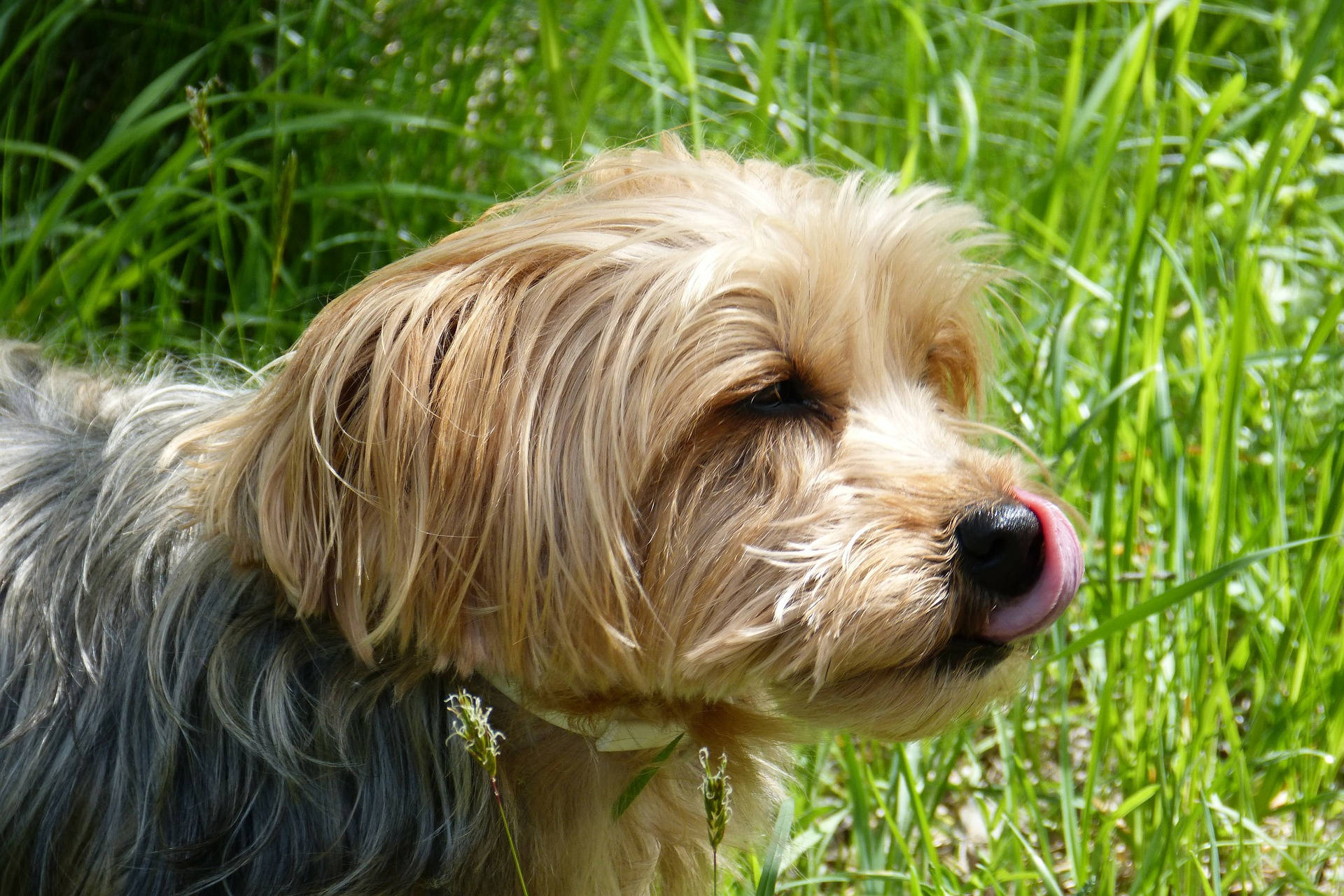 Yorkshire Terrier Tongue Out Photography Background