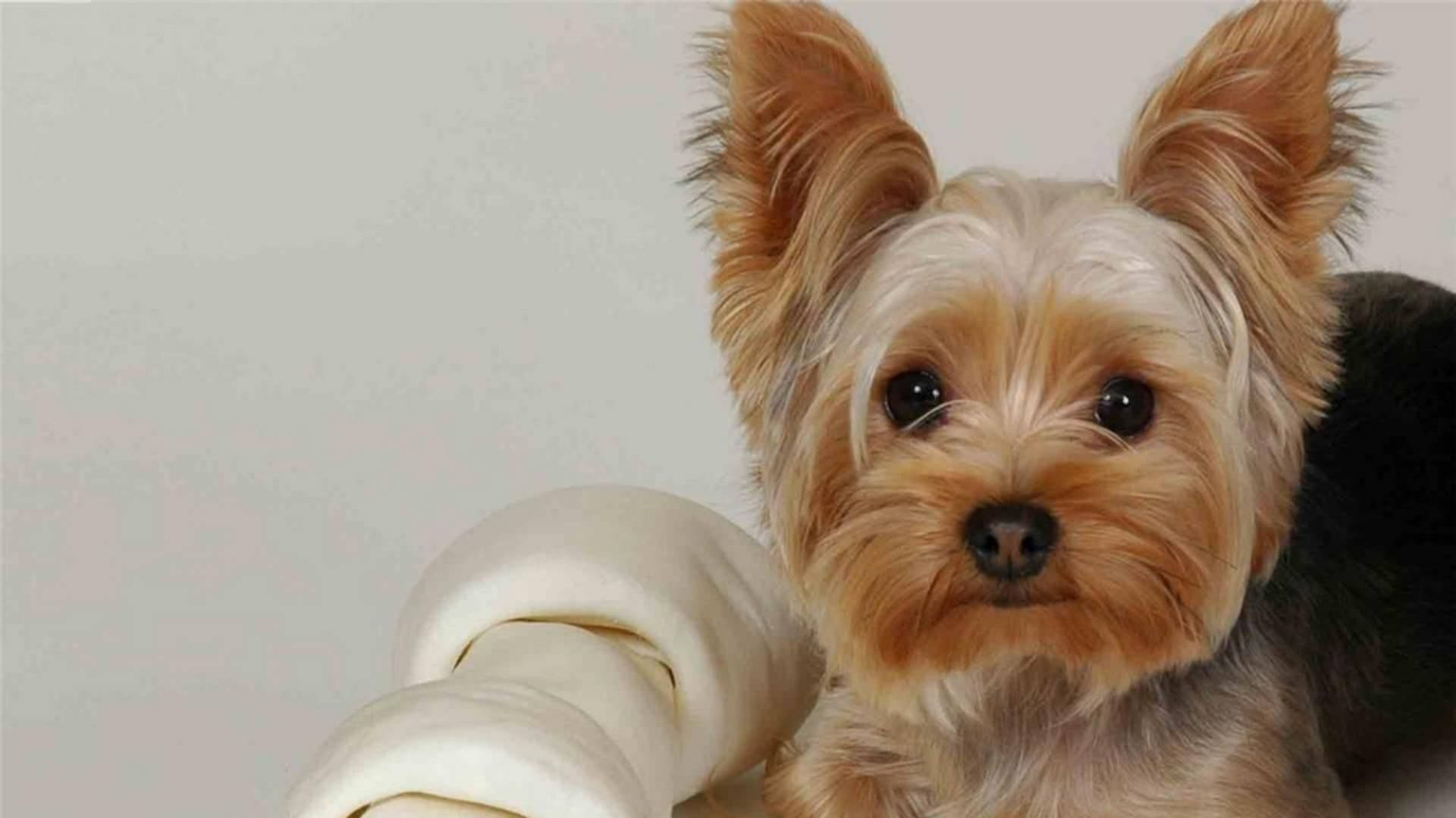 Yorkshire Terrier With Bone Photography Background