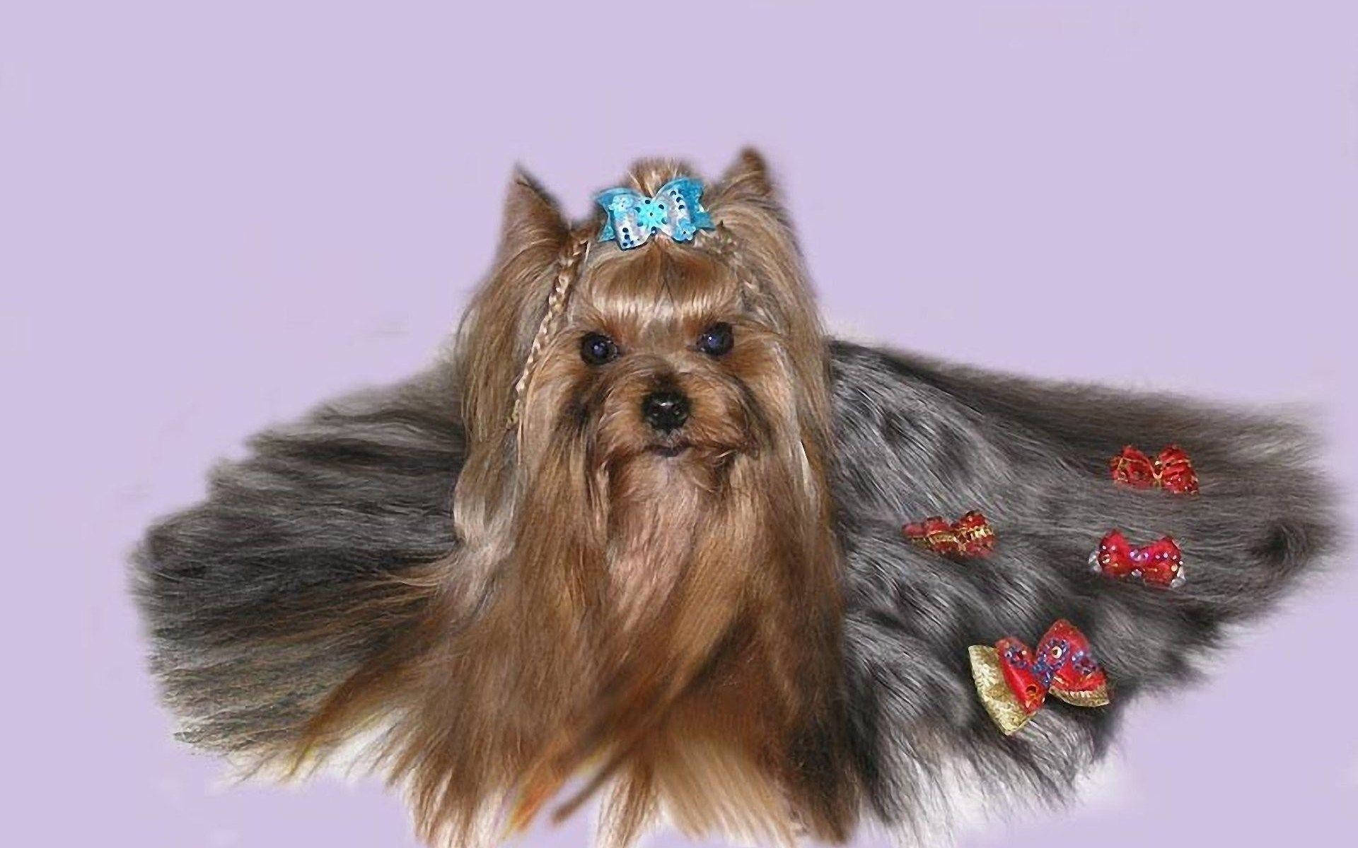 Yorkshire Terrier With Hair Ribbons Background