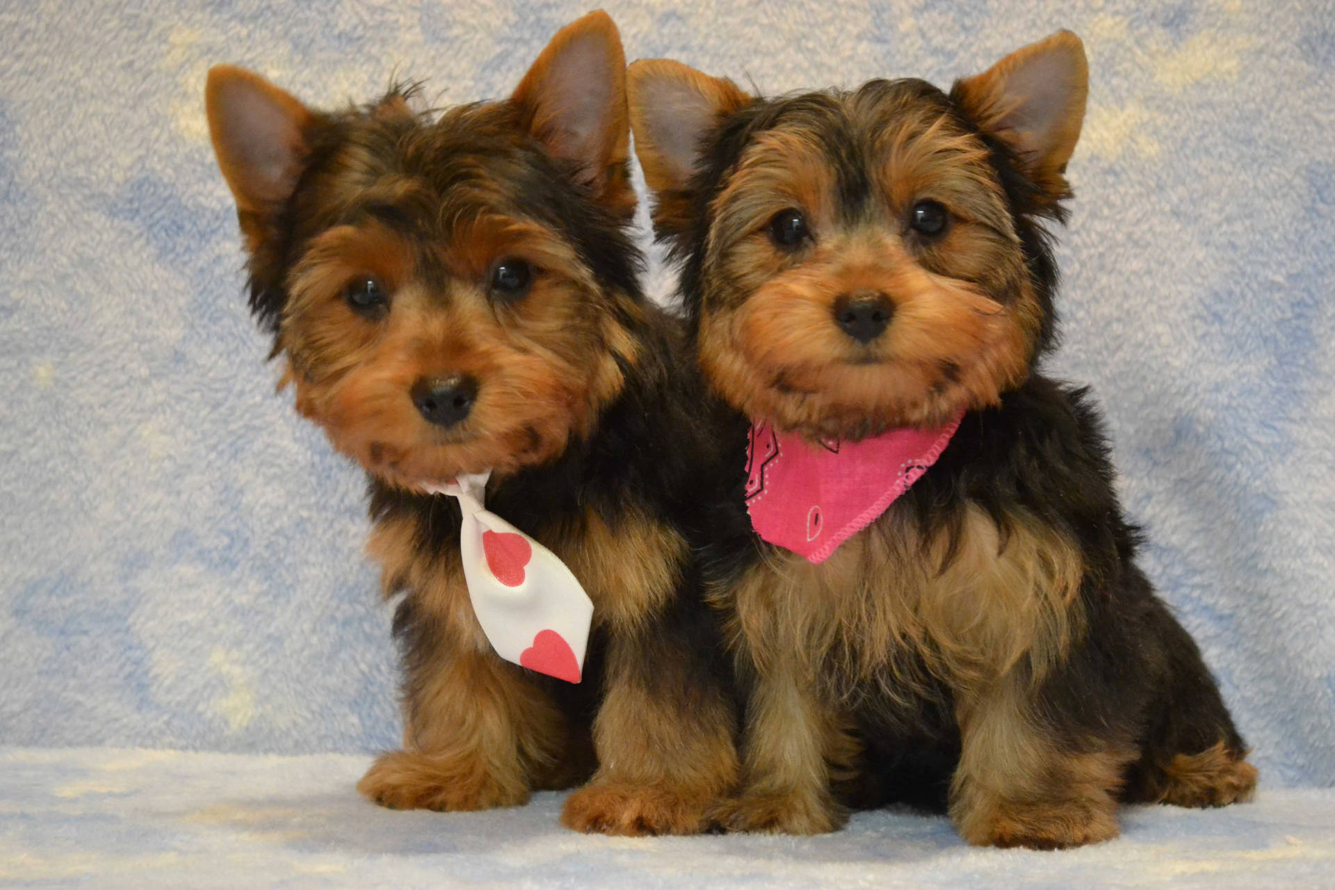 Yorkshire Terriers Neck Tie Photography Background