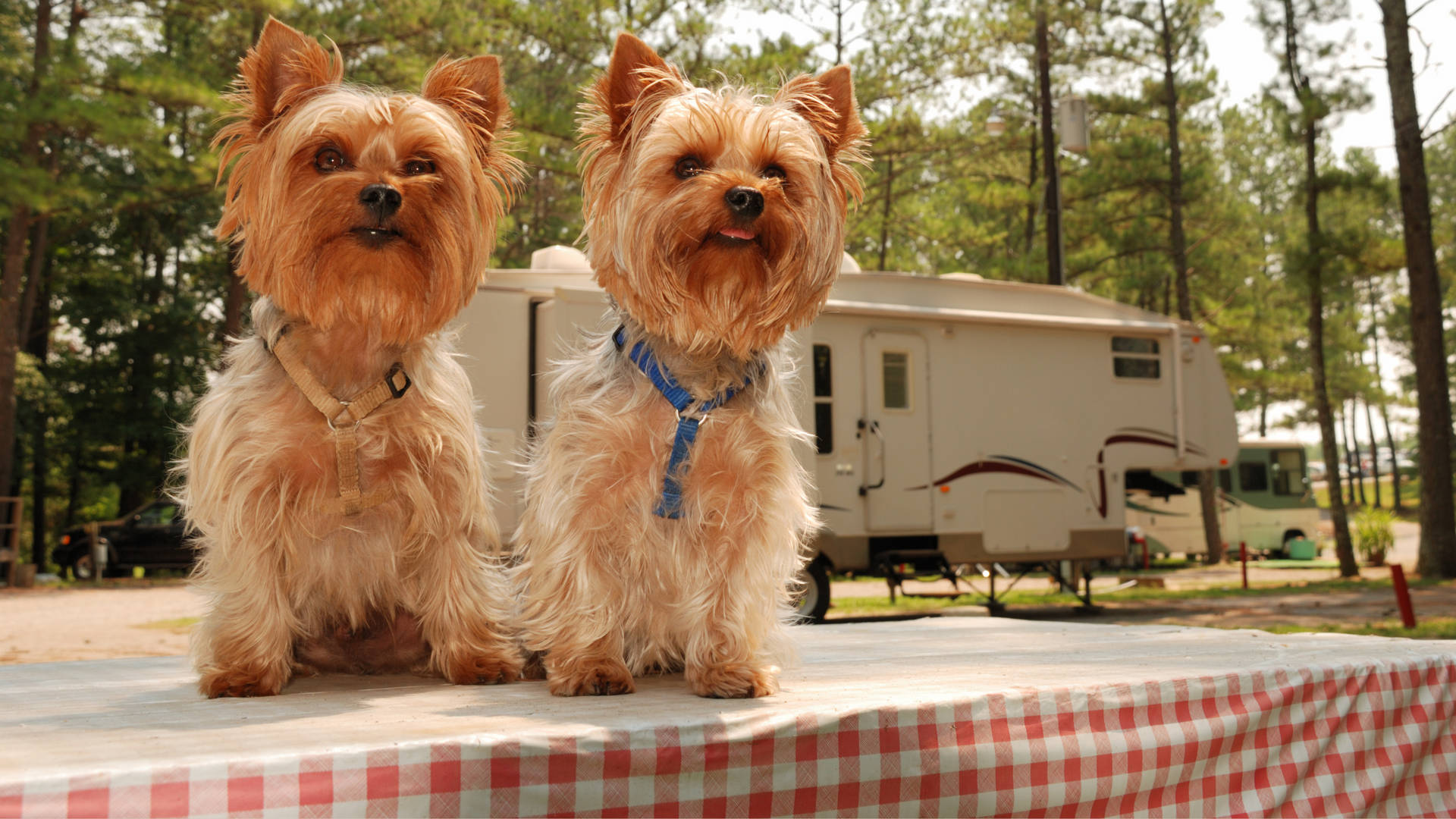 Yorkshire Terriers On Picnic Table Background
