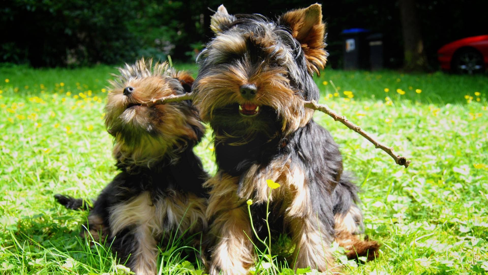 Yorkshire Terriers Playing Stick Background