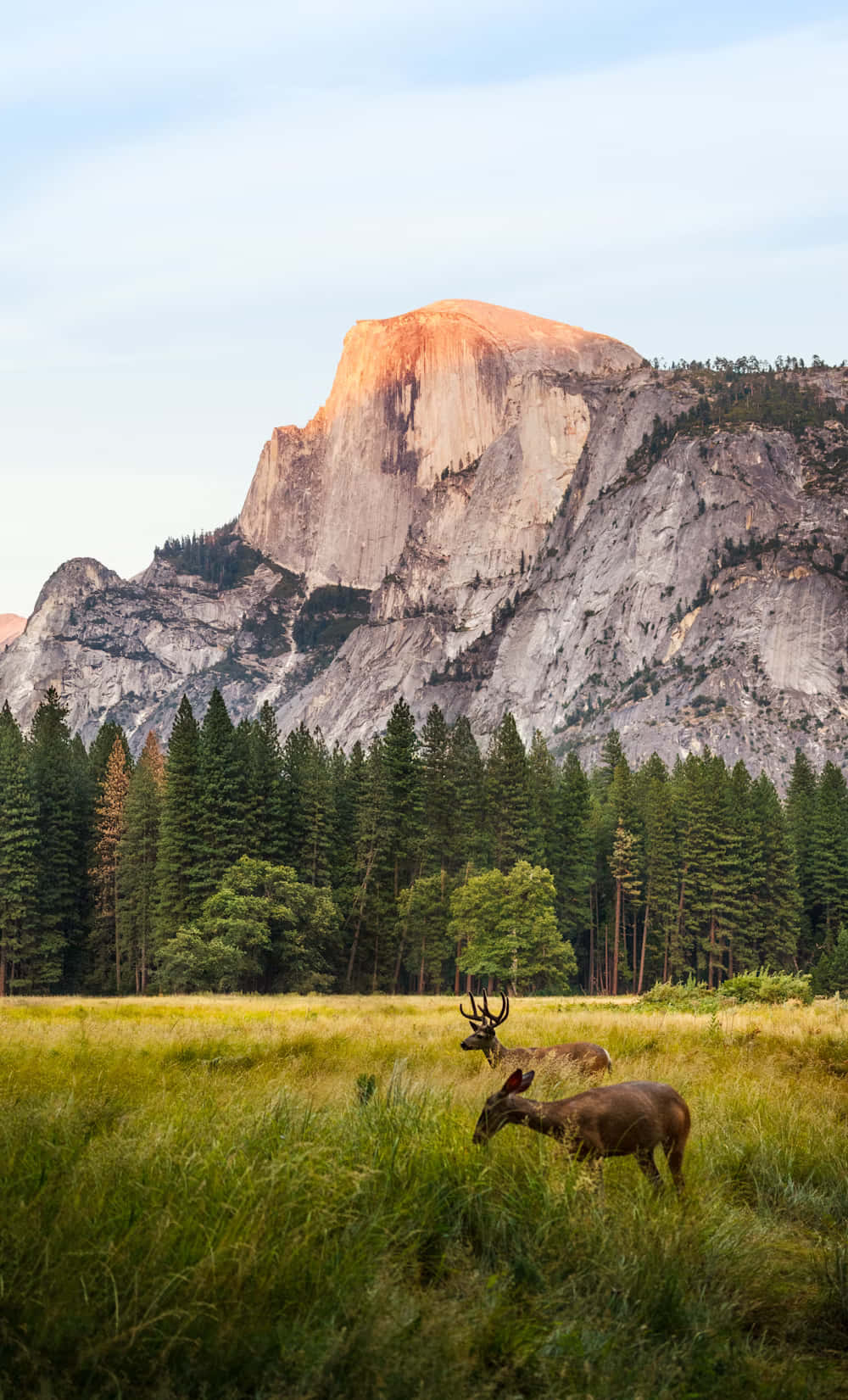 Yosemite El Capitan Deer Sunset Background
