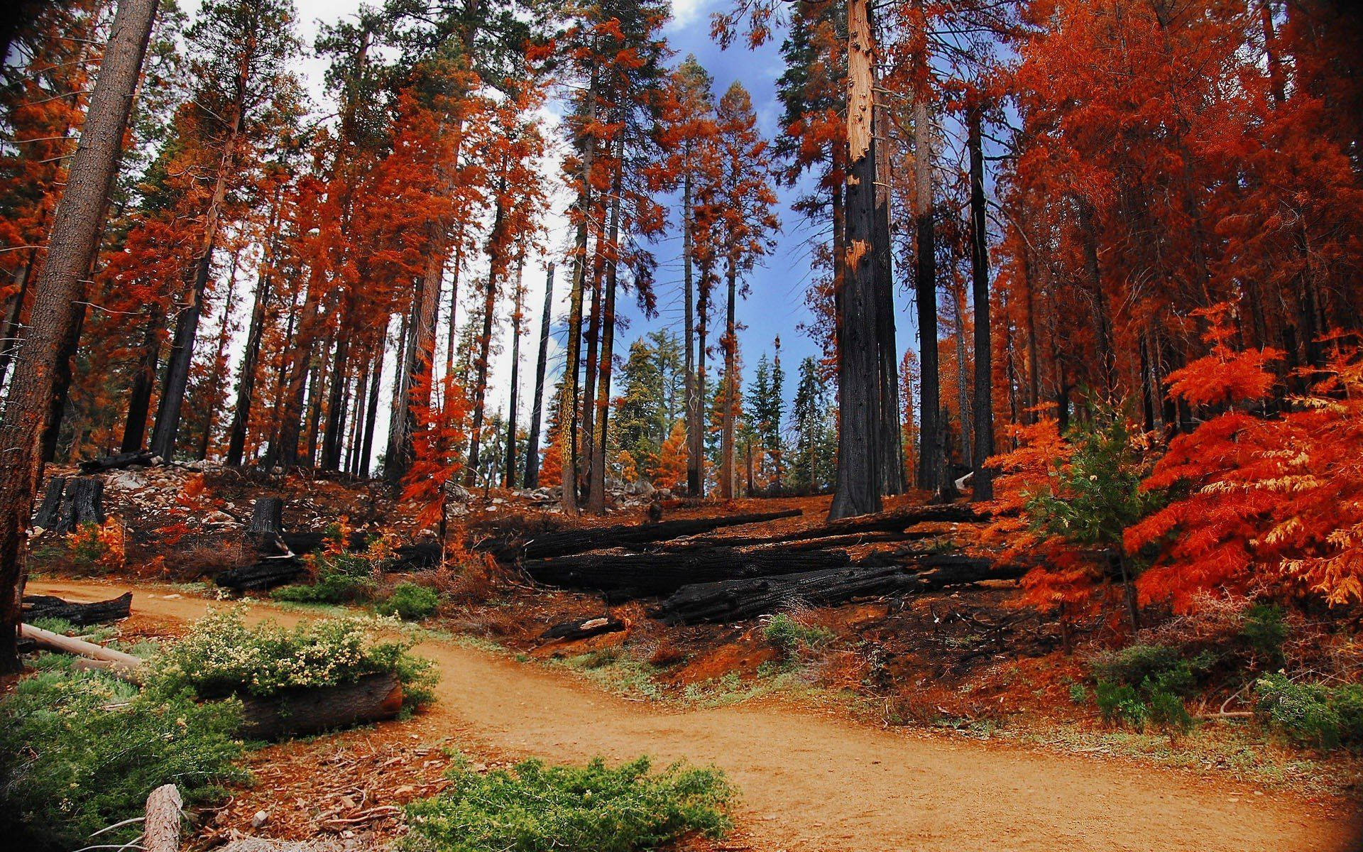 Yosemite National Park Autumn Trees Background