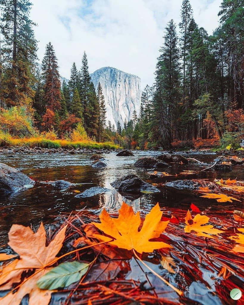 Yosemite National Park Leaves