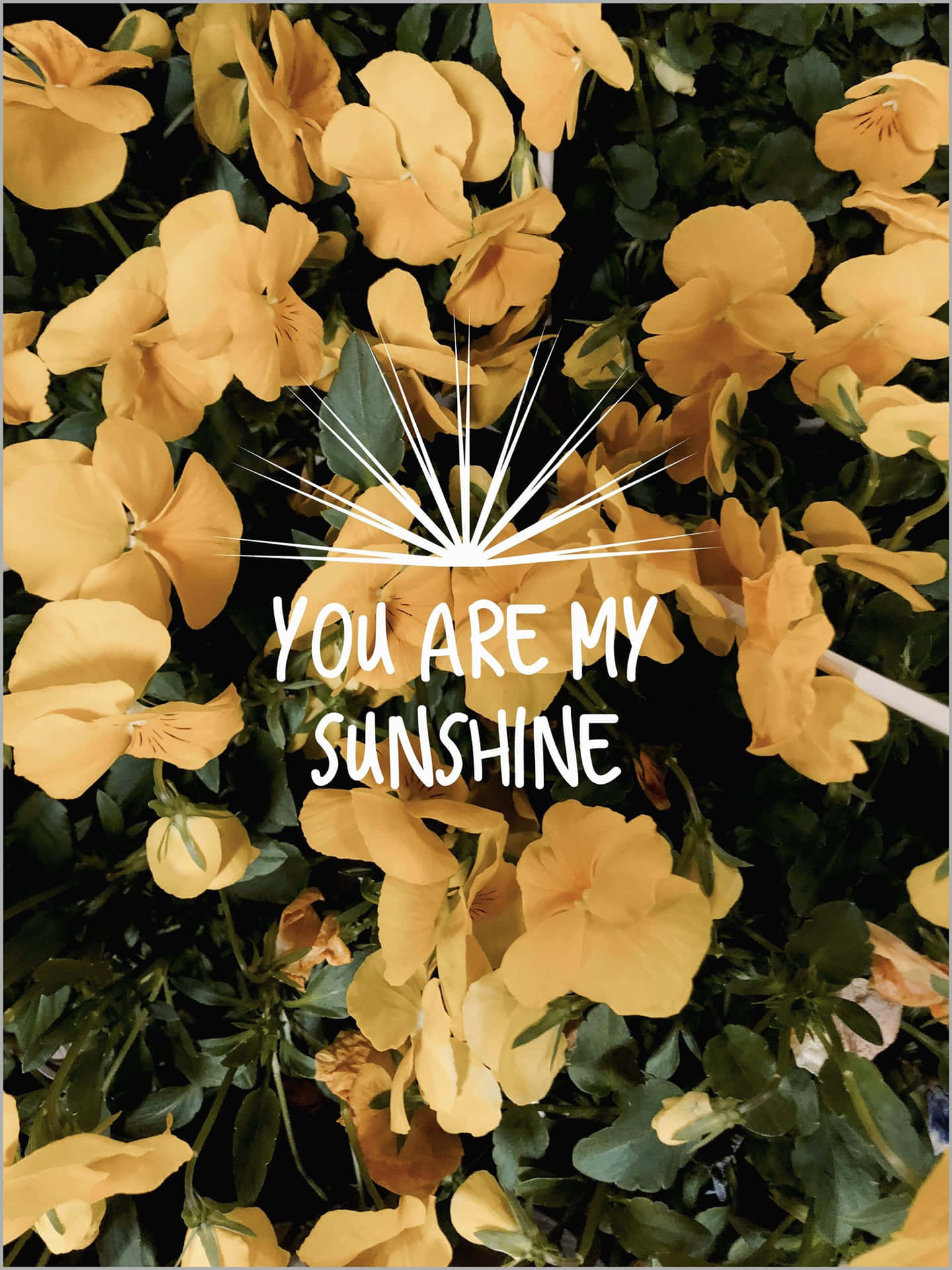 You Are My Sunshine - A Yellow Flower With The Words You Are My Sunshine Background