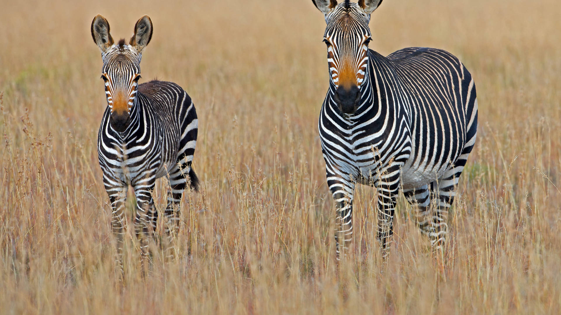 Young And Adult Zebra Background