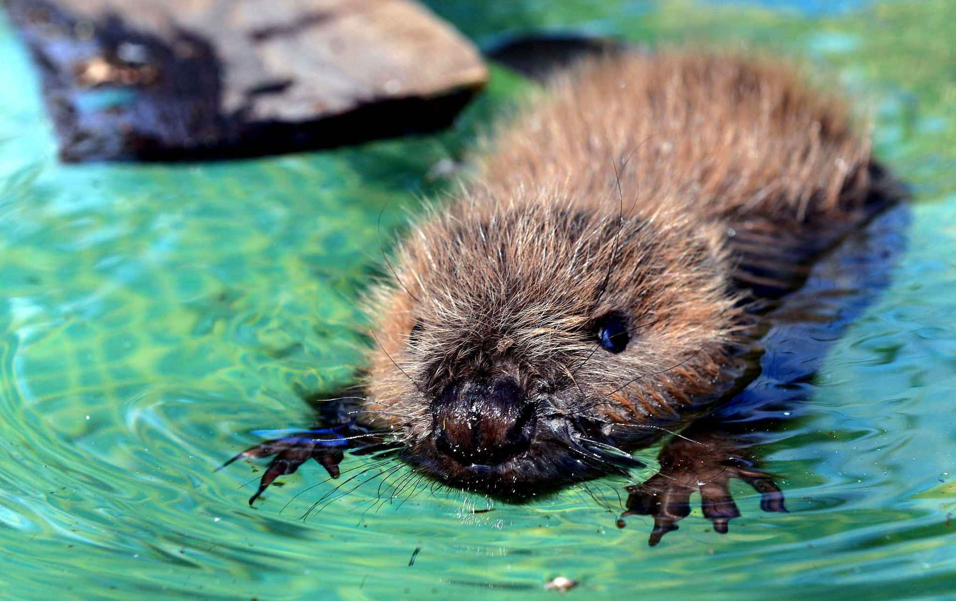 Young Beaver Swimmingin Water Background