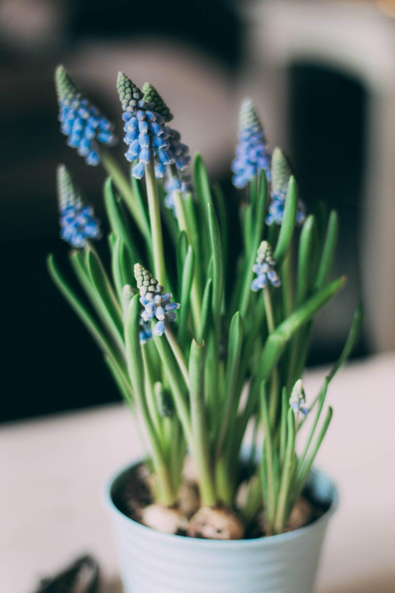 Young Blue Hyacinth Flowers Background