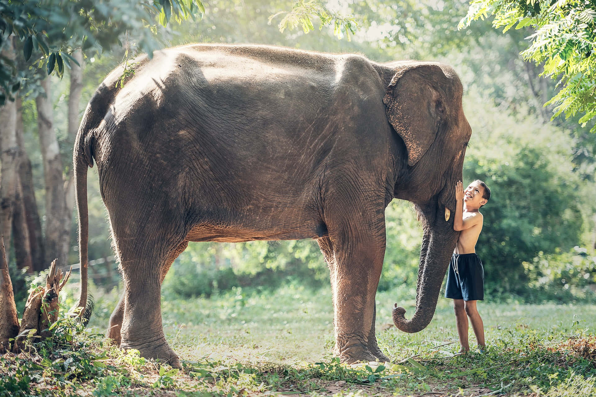 Young Boy Touching The Elephant's Tangible Nose On A Forest Background