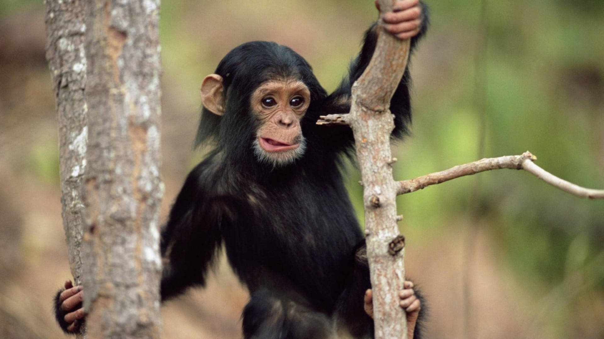 Young Chimpanzee At Tree Branch Background
