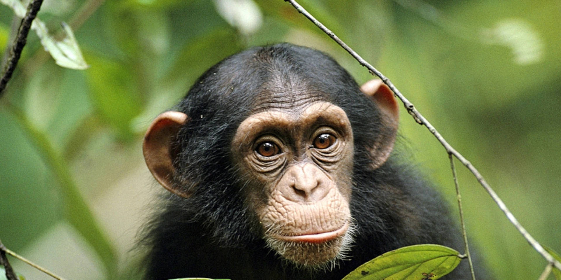 Young Chimpanzee Near Plants Background