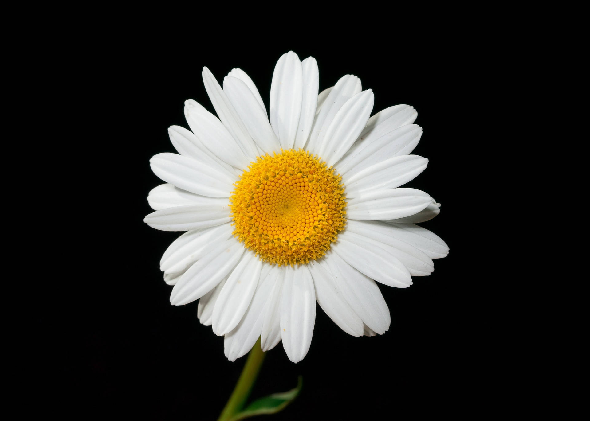 Young Daisy Flower 4k Background