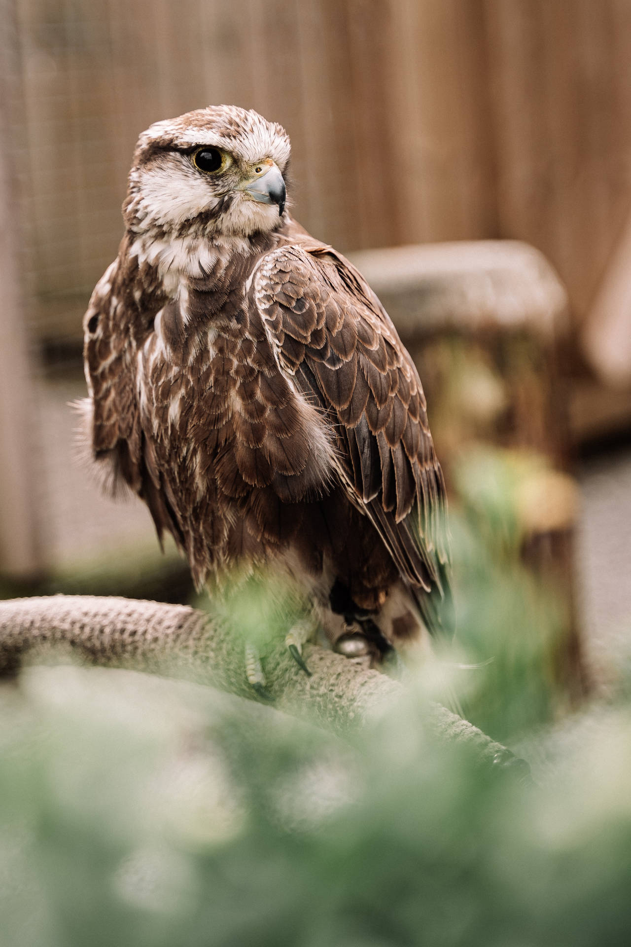 Young Falcon Resting Background