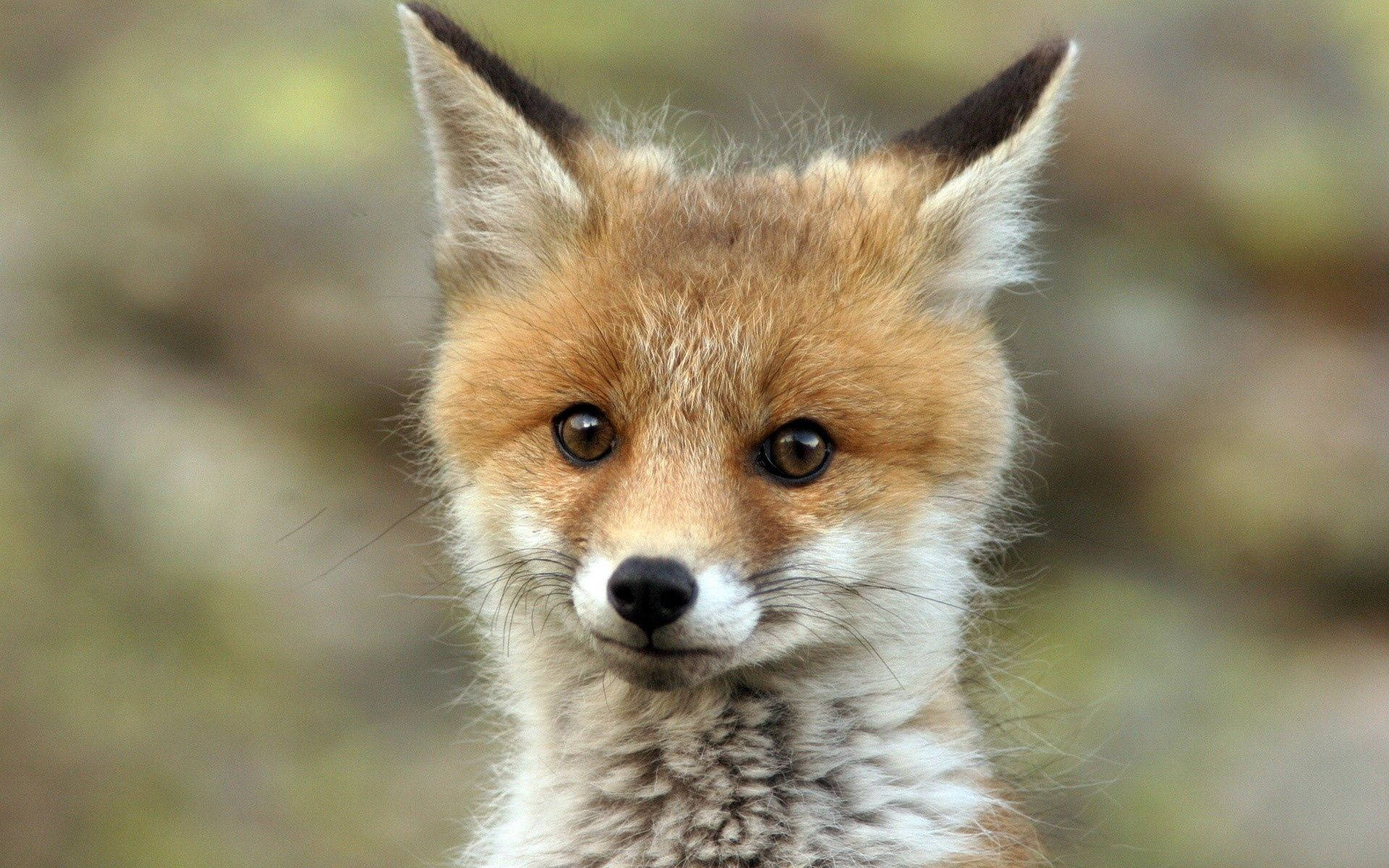 Young Fox At Close Range Background