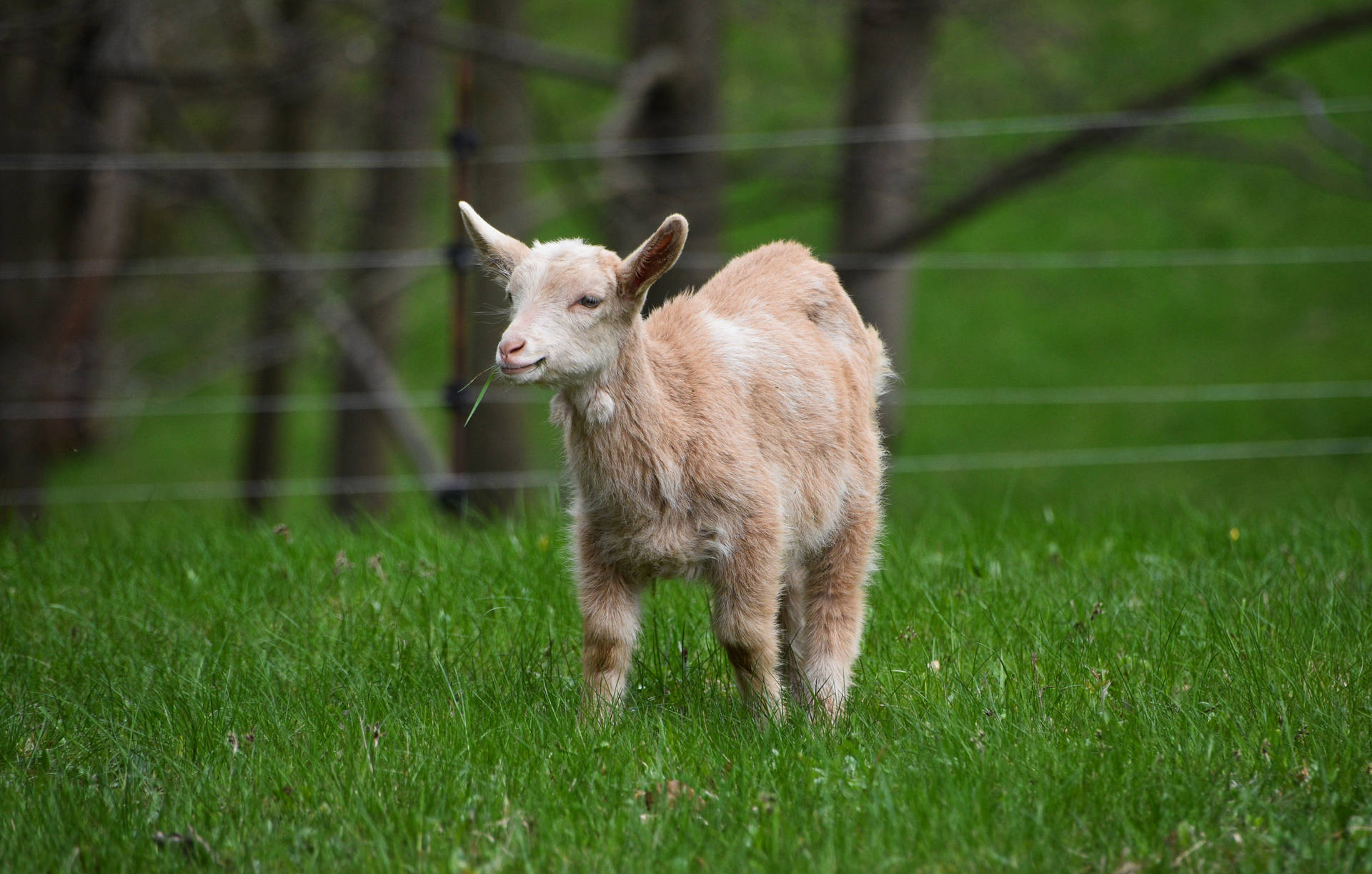 Young Goat Kid With Pygmy Breed Background