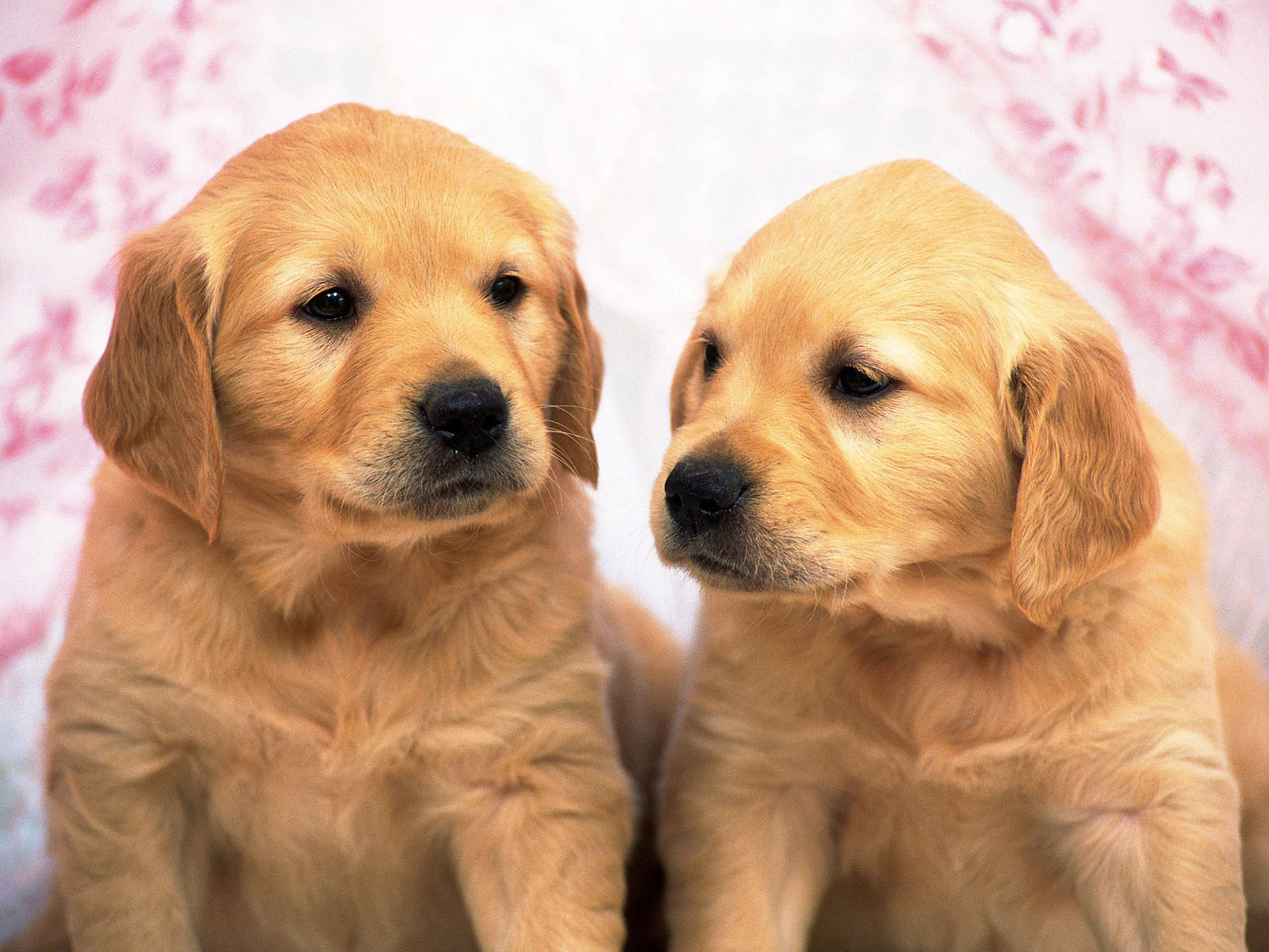 Young Golden Retriever Puppies Background