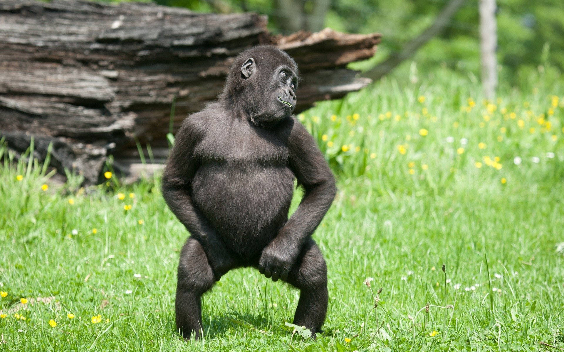 Young Gorilla About To Dance Background