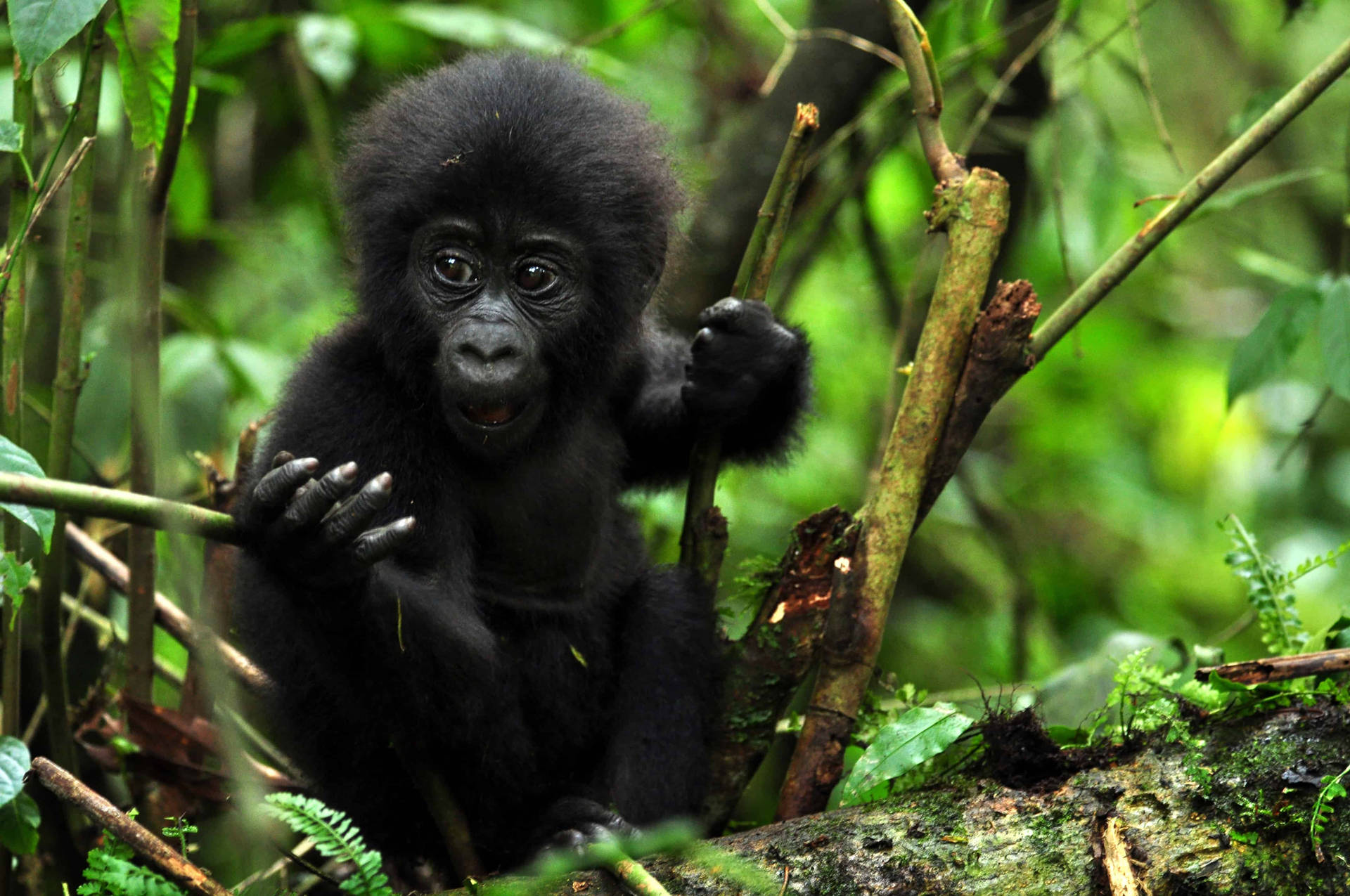 Young Gorilla With A Branch Background