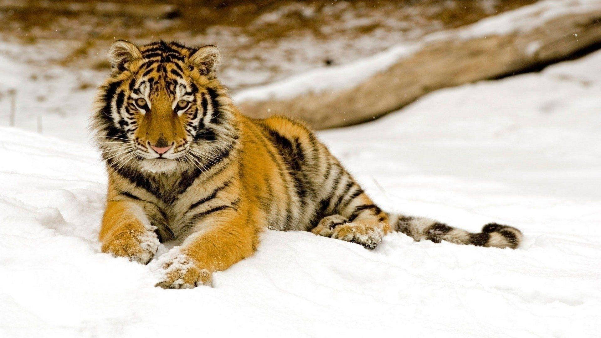 Young Harimau On Snow