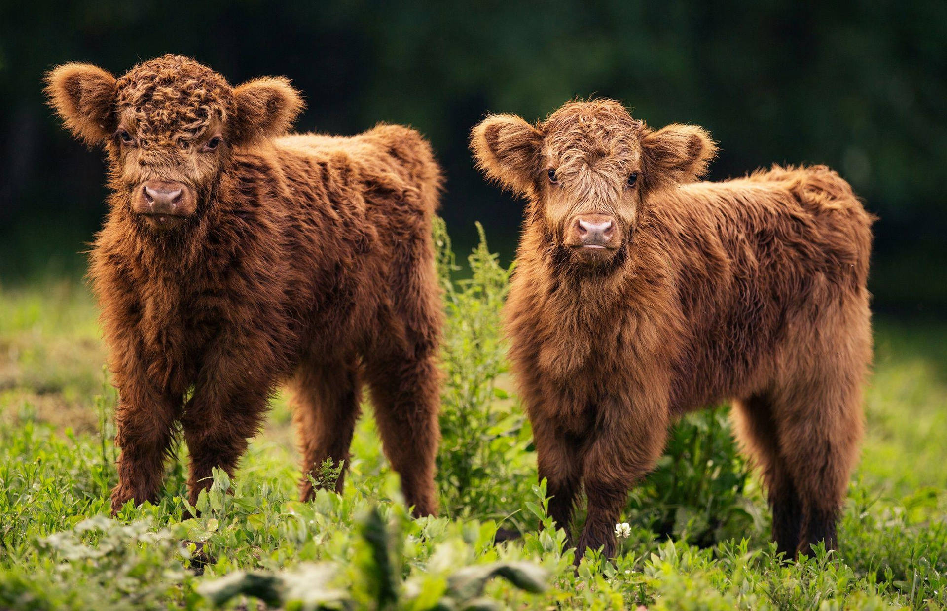 Young Highland Cow Duo Background