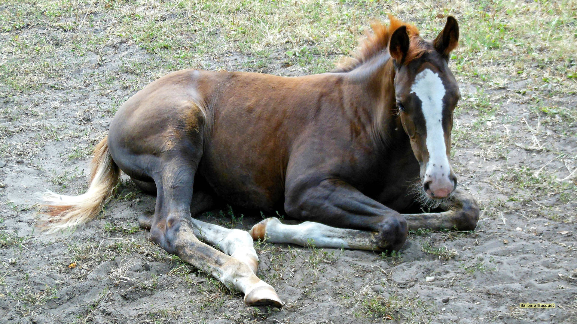 Young Horse Foal Resting In Soil Surface