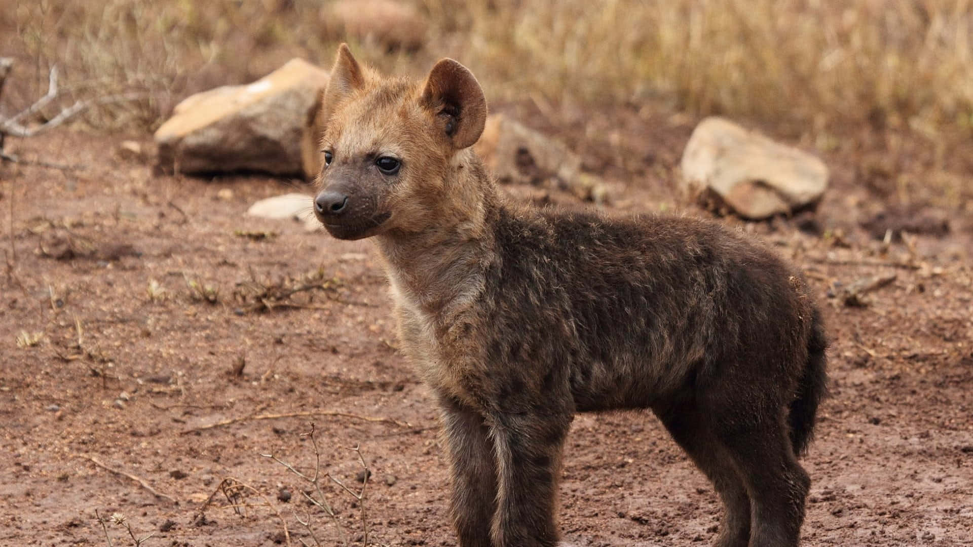 Young Hyena Cubin Wild Background