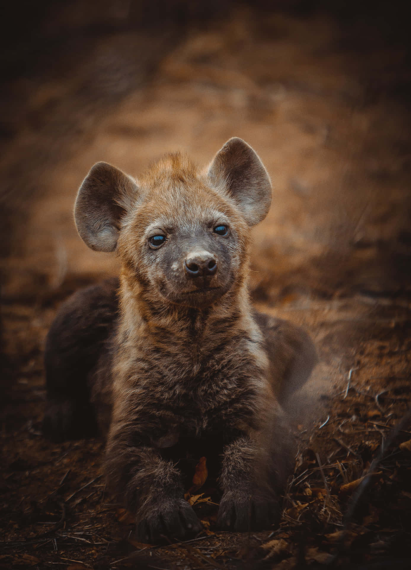 Young Hyena Portrait Background