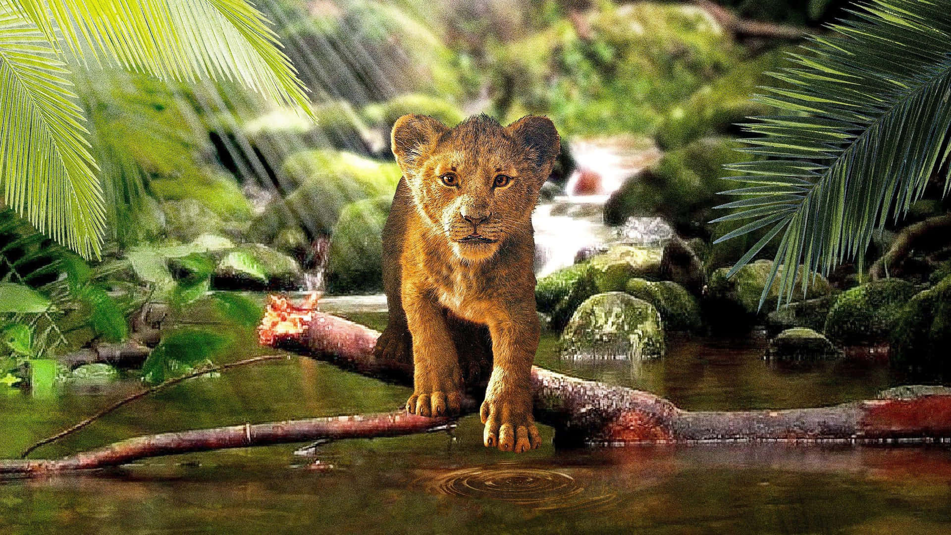 Young Lion Cub Crossing Stream Background