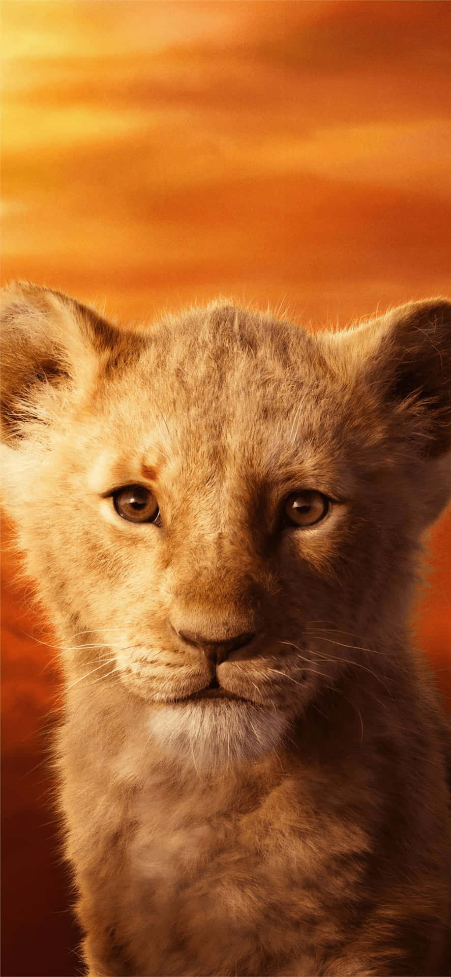 Young Lion Cub Portrait
