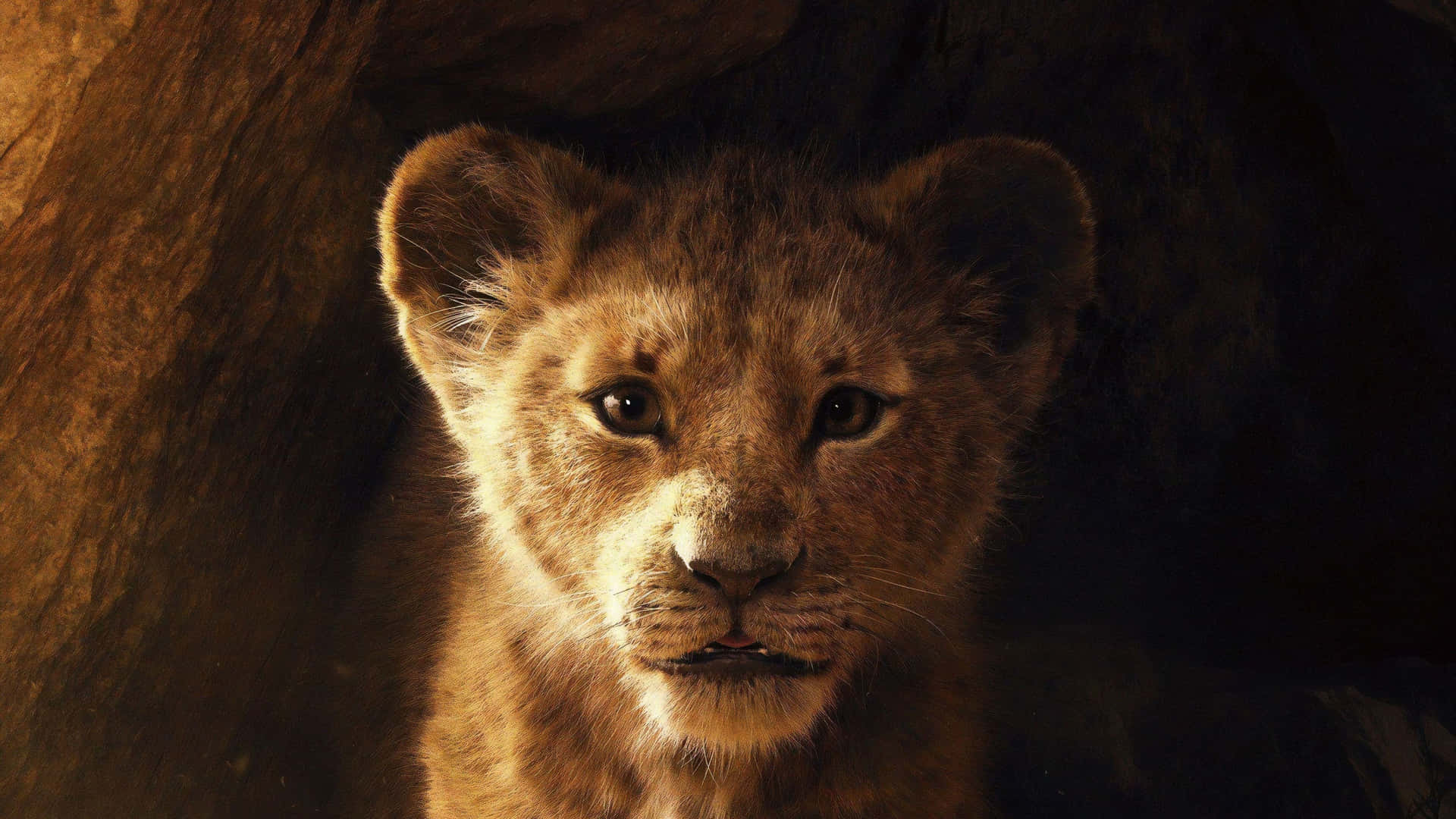 Young Lion Cub Simba Background