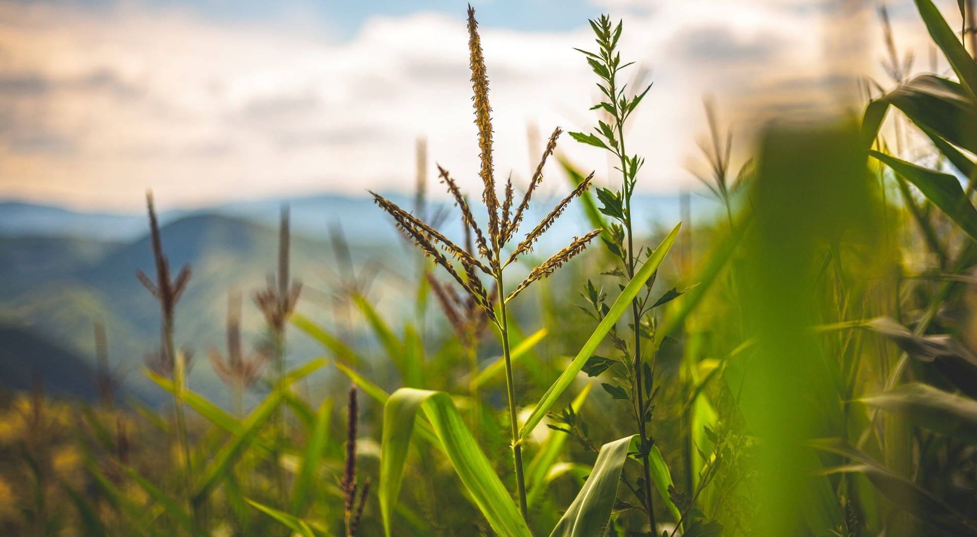 Young Lush Corn Plantation Background