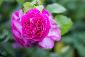 Young Lycidas Pink Rose