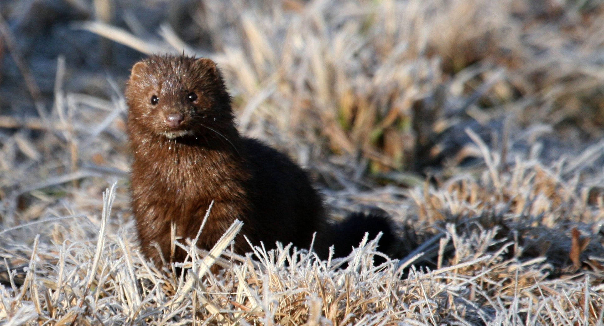 Young Mink Background