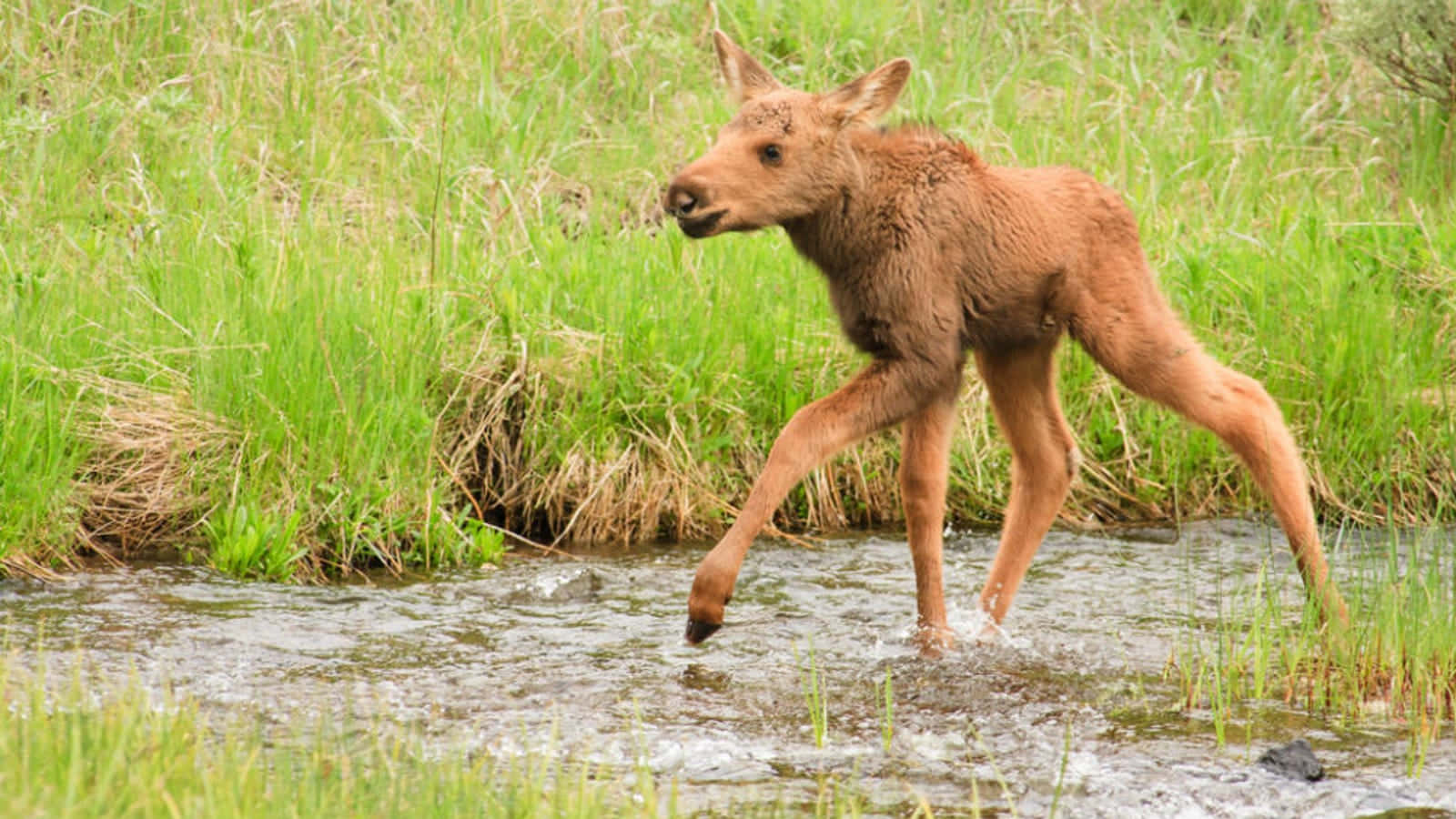 Young Moose Crossing Stream Background