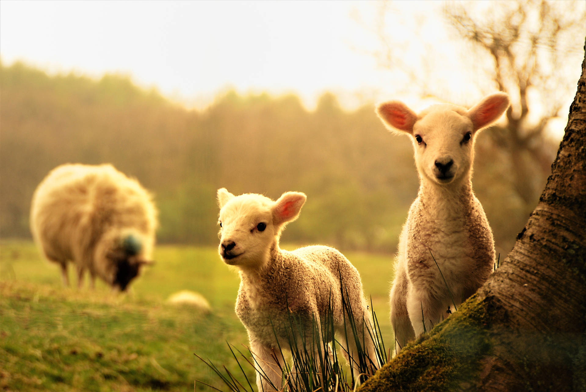 Young Sheep On A Tree Background