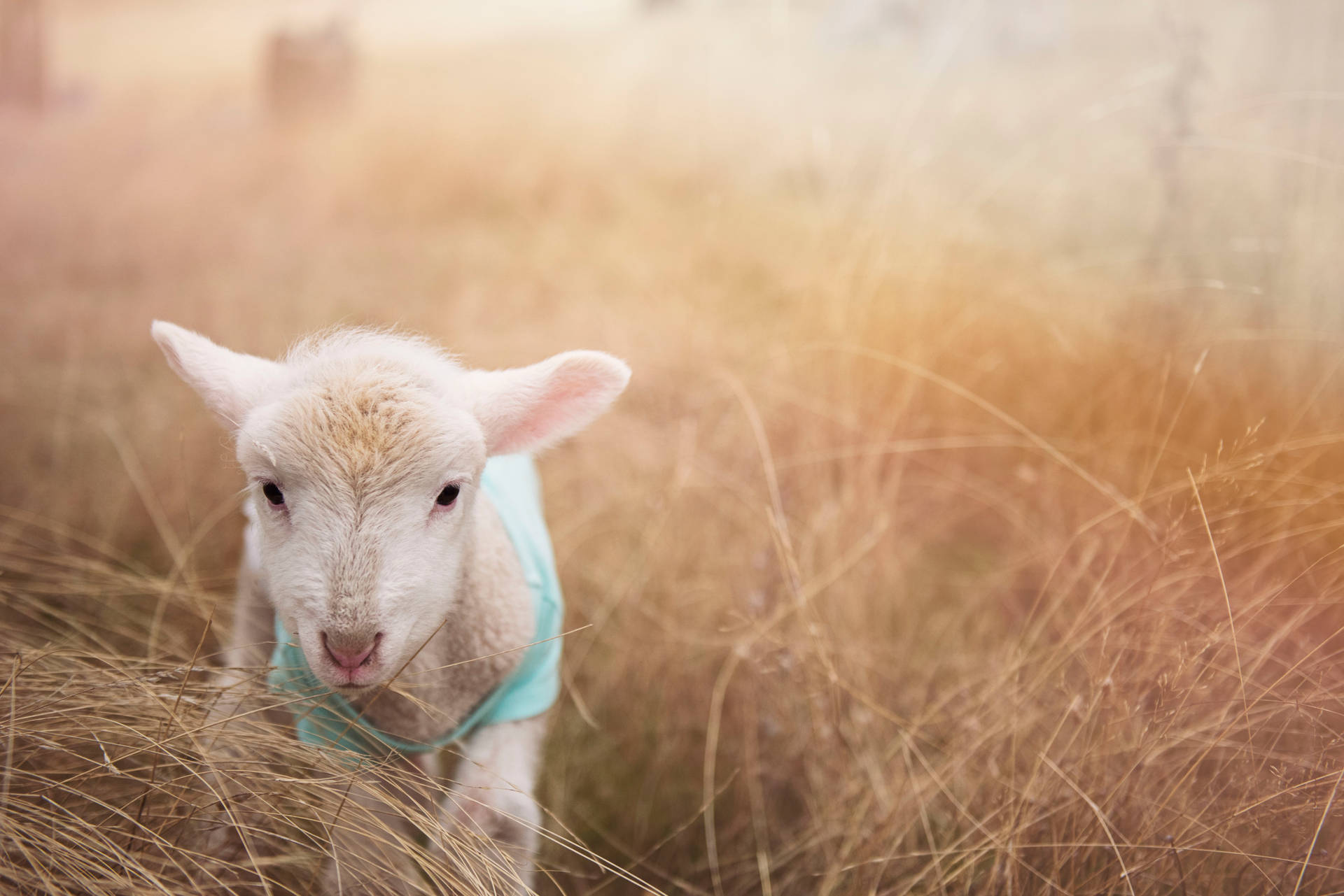 Young Sheep On The Grass Background