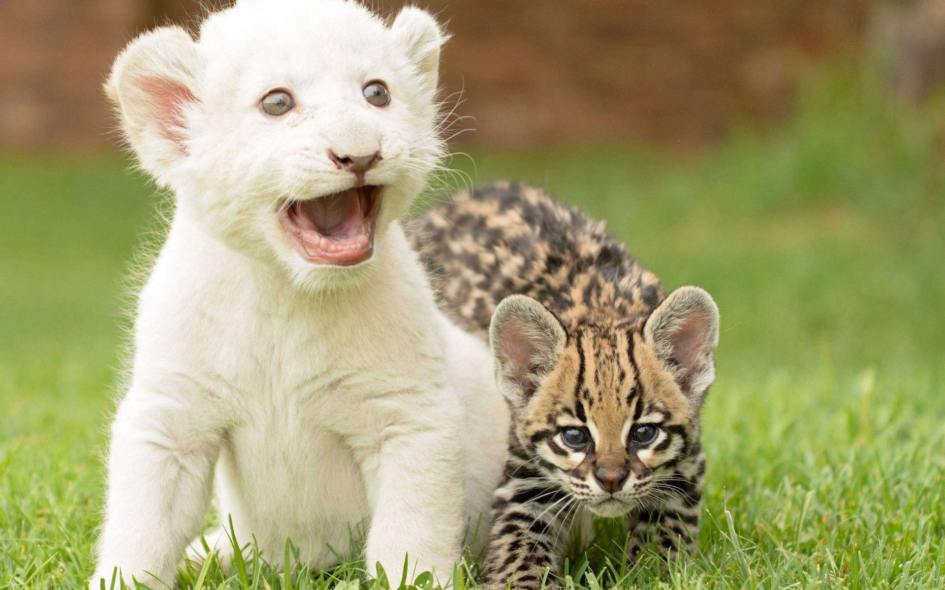 Young White Lion With Cheetah
